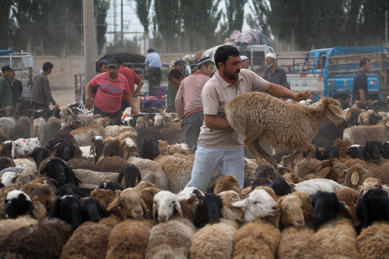 Farmer handles sheep at the livestock market, Kashgar, 2008
