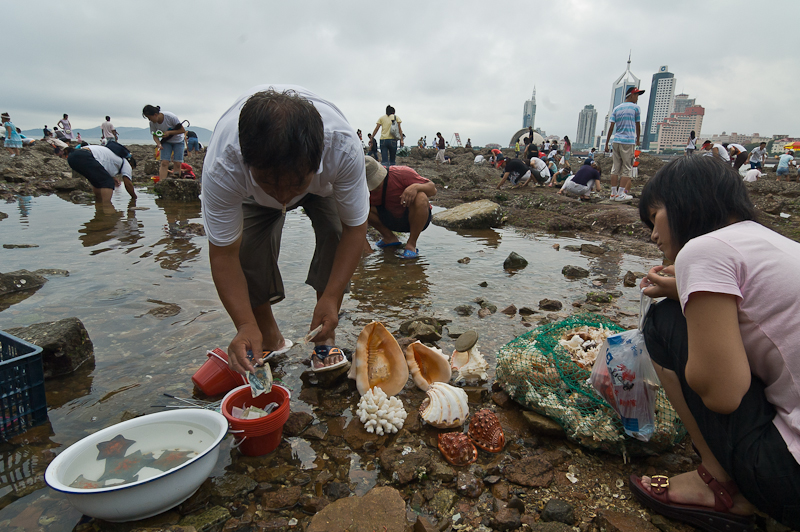 People collecting shells and sea life in  Qingdao, 2005